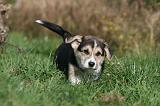 CORGI PEMBROKE 1044